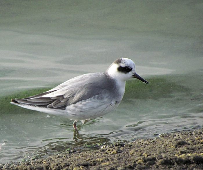 Grey Phalarope