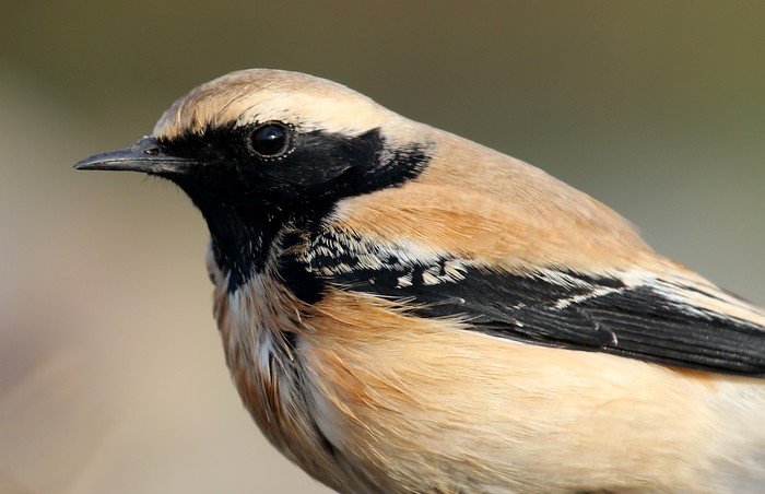 Desert Wheatear