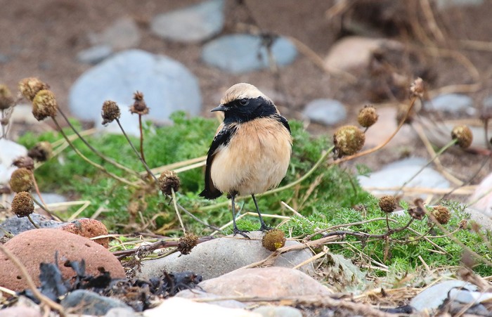 Desert Wheatear