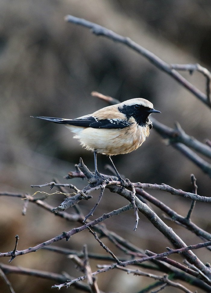 Desert Wheatear