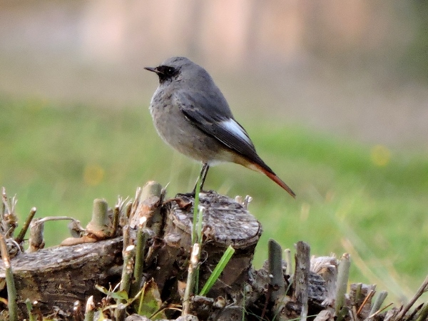 Black Redstart