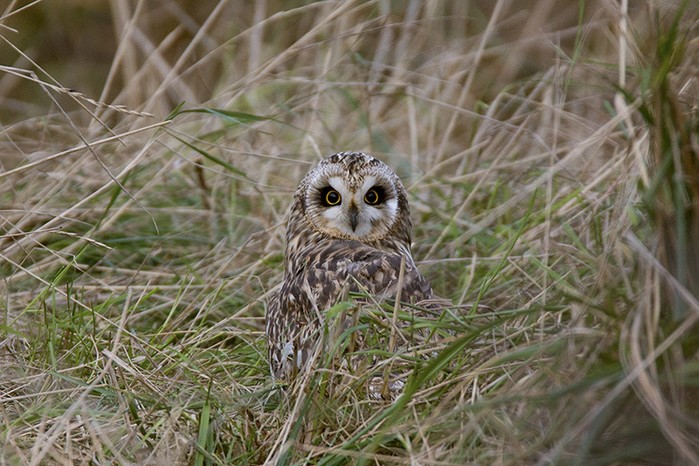 Short-eared Owl