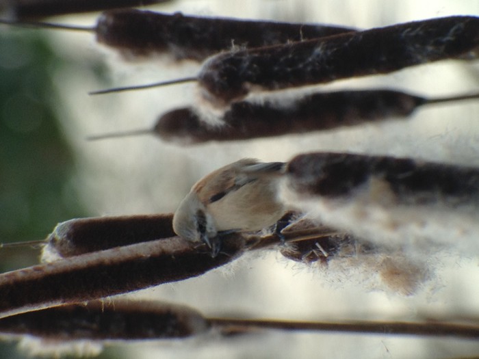 penduline tit