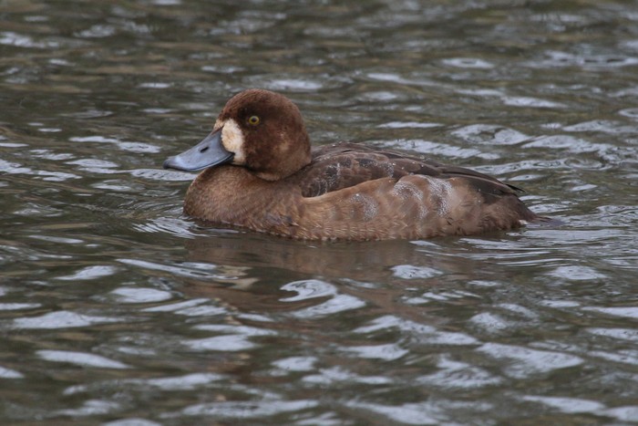 Scaup