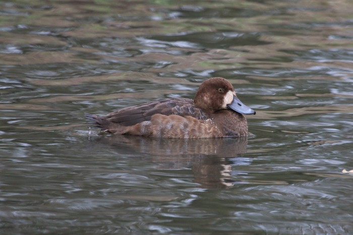 Scaup