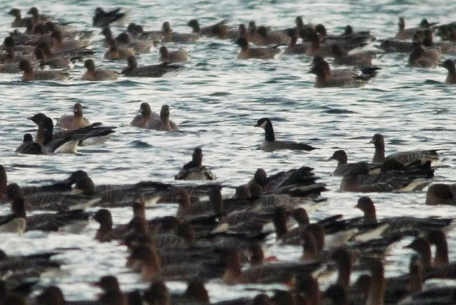 Richardson's Cackling Goose