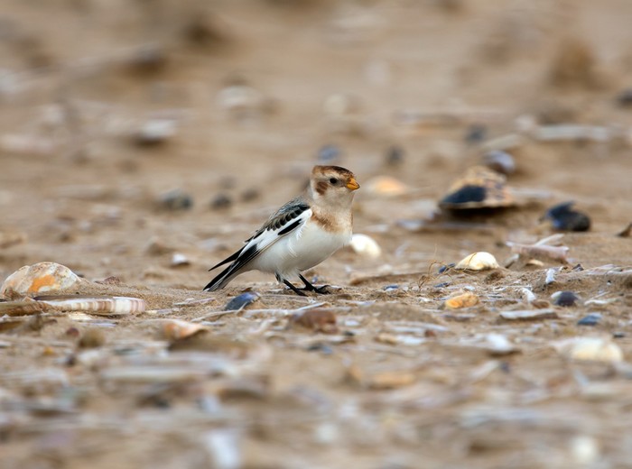 Snow Bunting