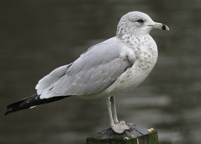 Ring-billed Gull