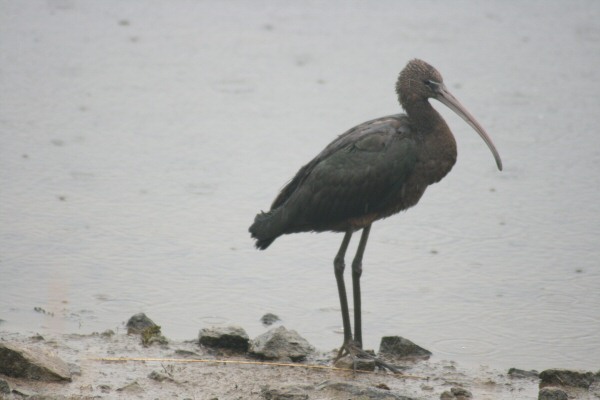 Glossy Ibis