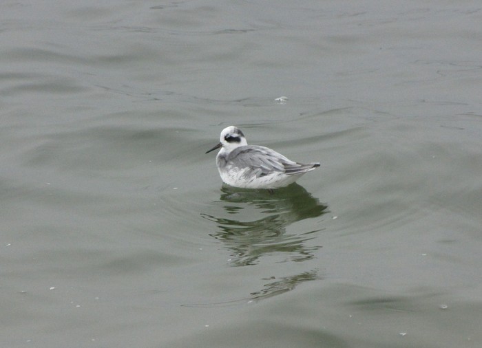 Grey Phalarope