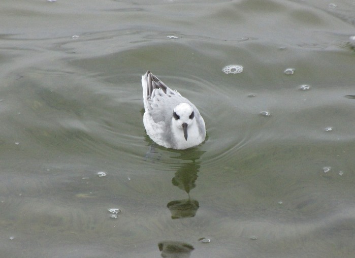 Grey Phalarope