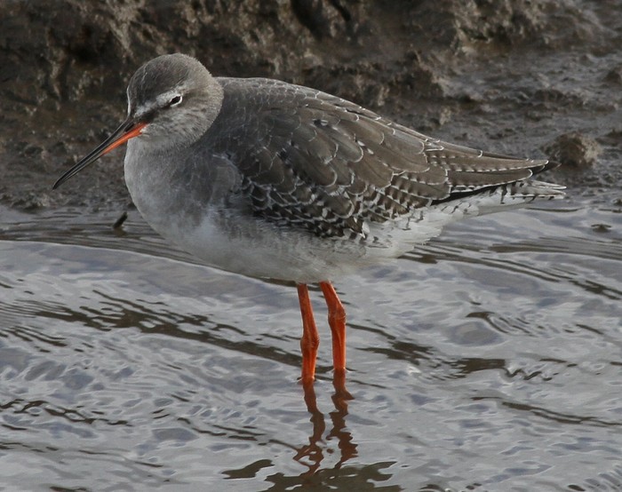 Spotted Redshank