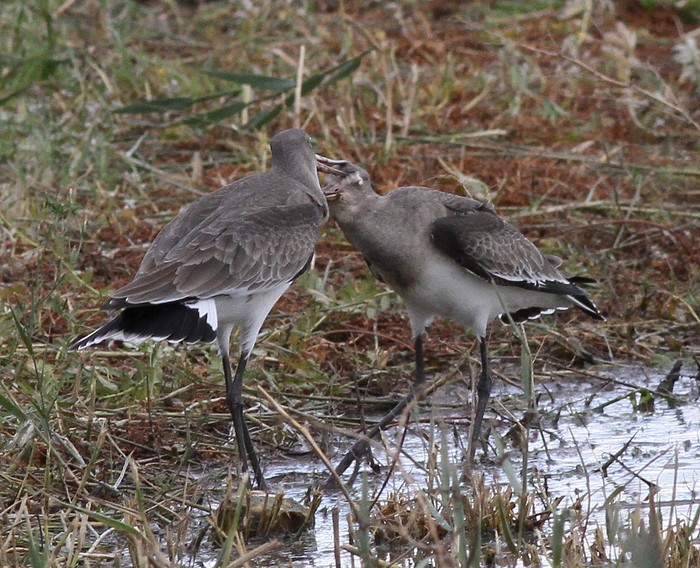 Black-tailed Godwit