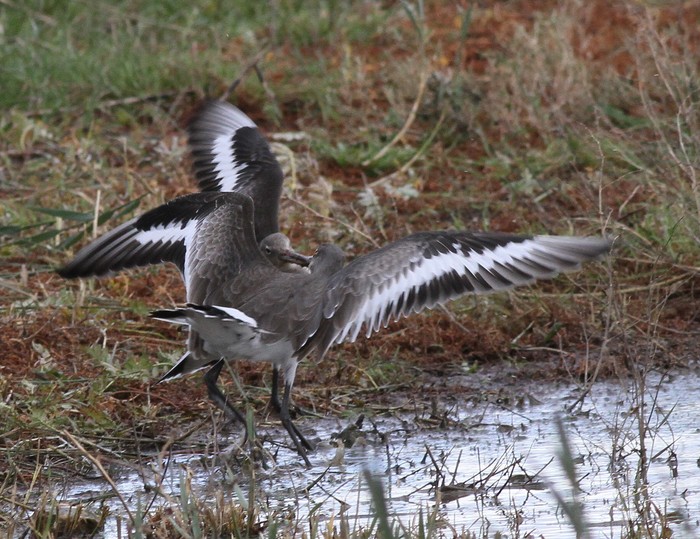 Black-tailed Godwit