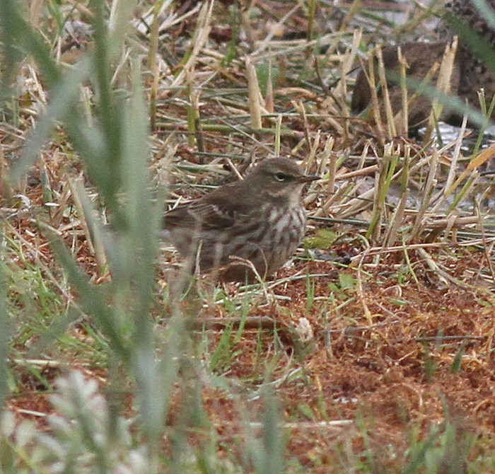 Water Pipit
