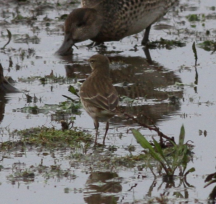 Water Pipit