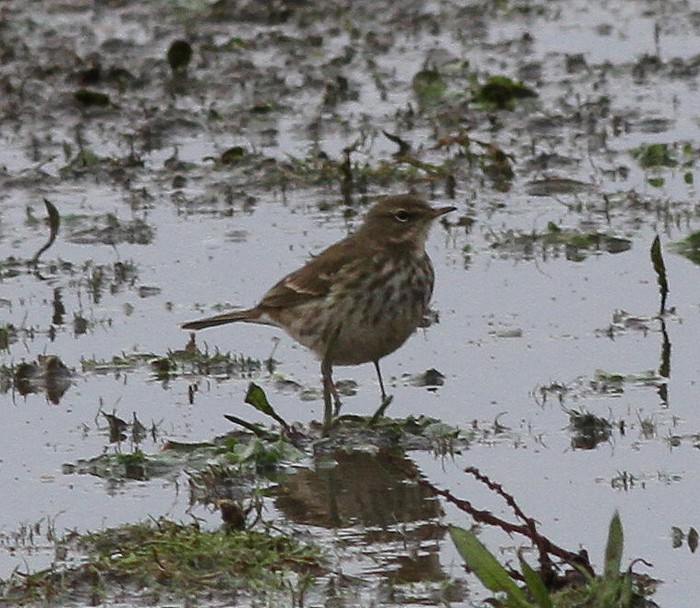 Water Pipit