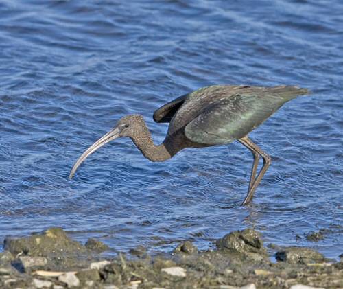Glossy Ibis