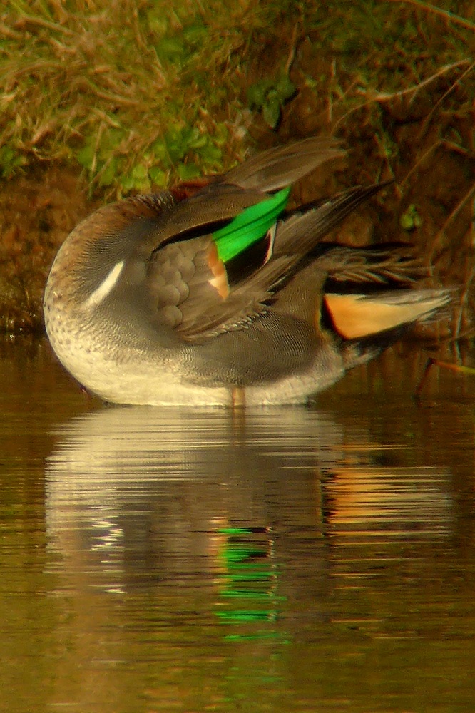 Green-winged Teal
