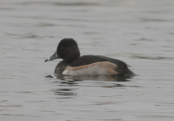 Ring-necked Duck
