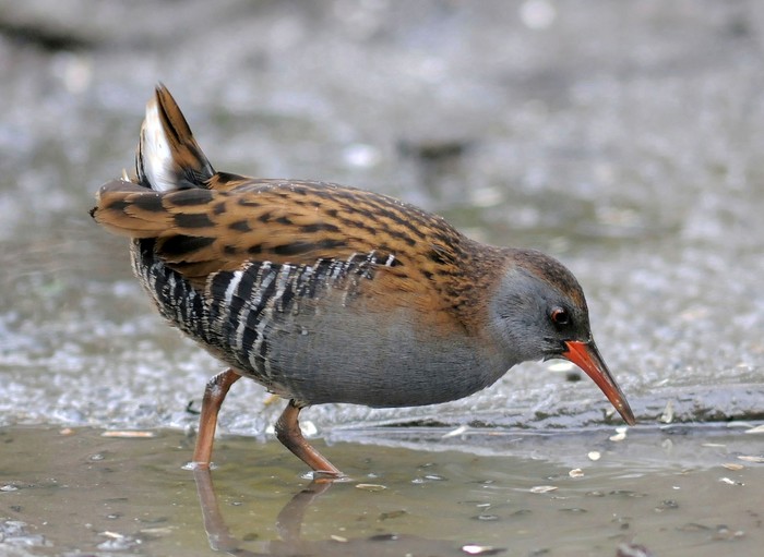 Water Rail