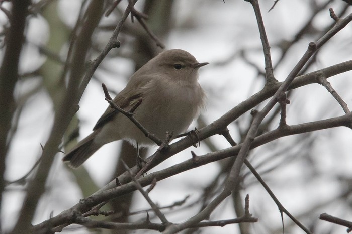 Siberian Chiffchaff
