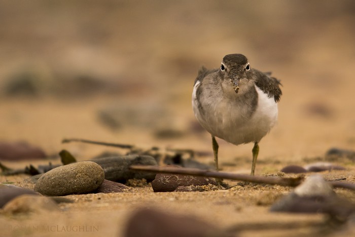 Spotted Sandpiper