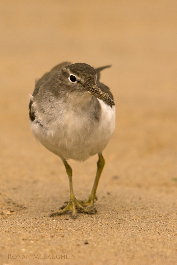 Spotted Sandpiper