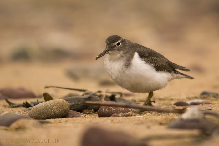 Spotted Sandpiper