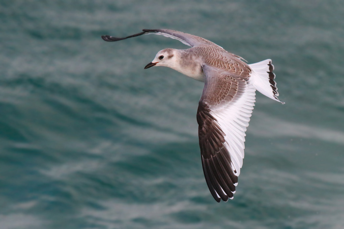 Sabine's Gull