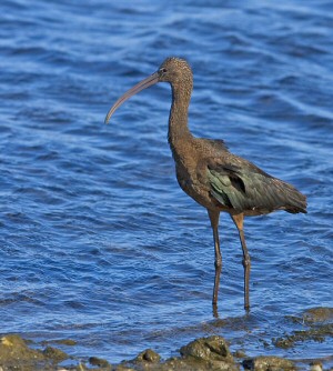 Glossy Ibis