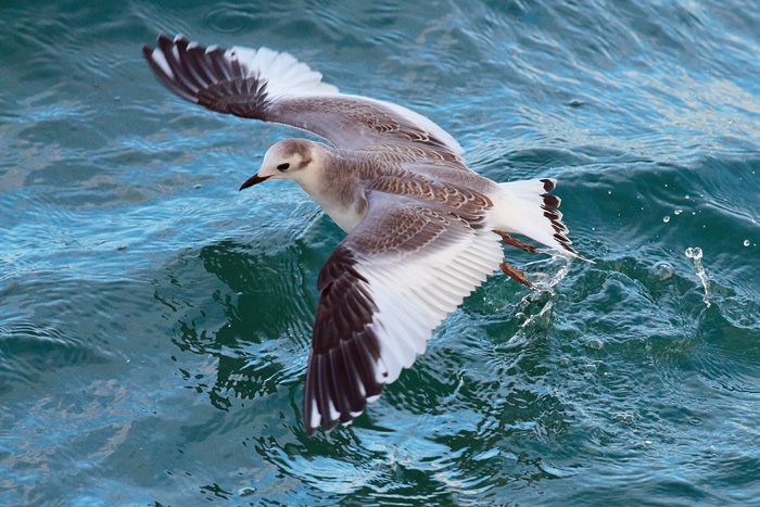 Sabine's Gull