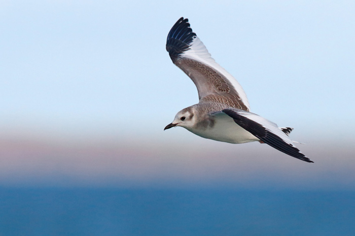 Sabine's Gull