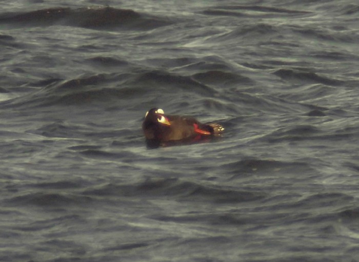 Surf Scoter