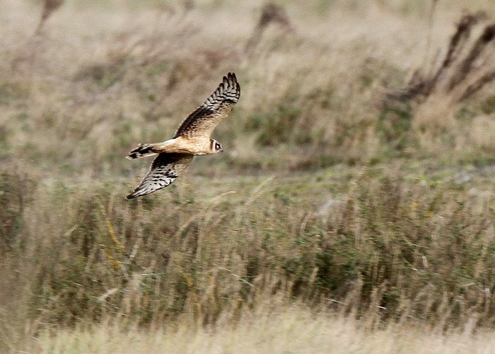Pallid Harrier