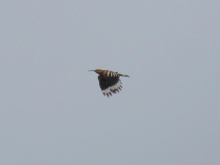 Hoopoe