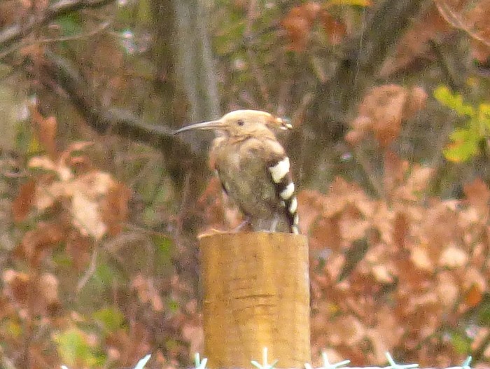 Hoopoe