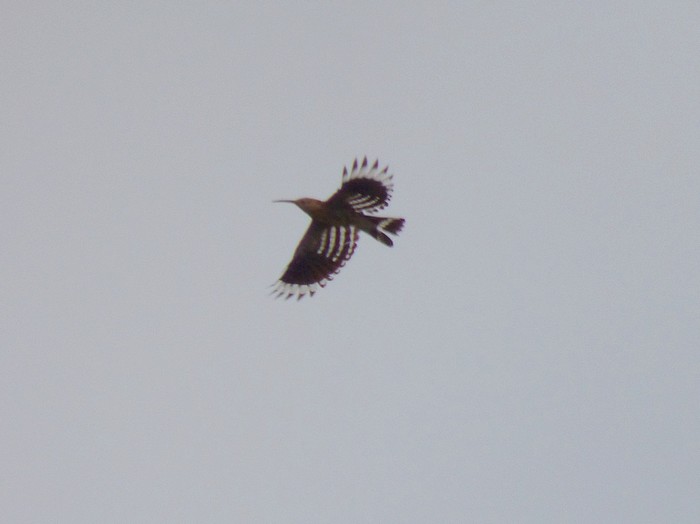 Hoopoe
