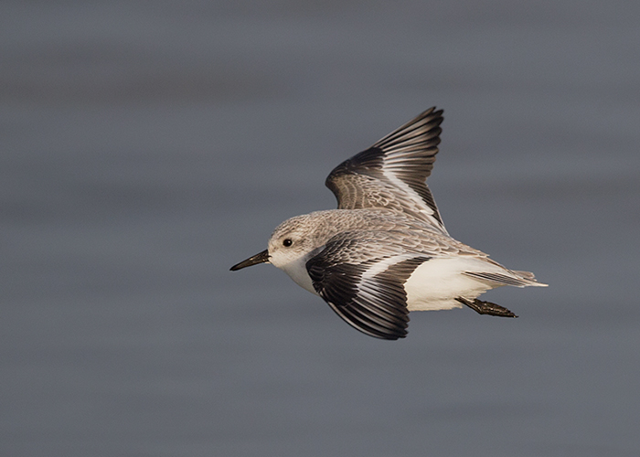 Sanderling
