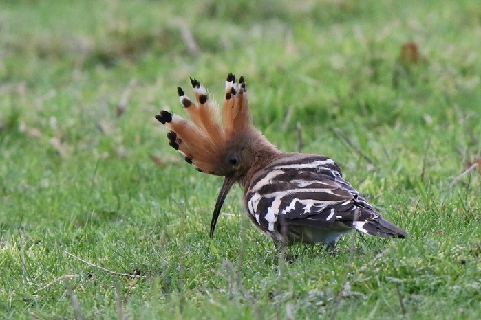 Hoopoe
