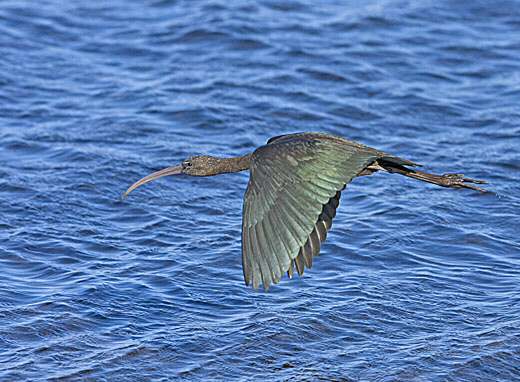 Glossy Ibis