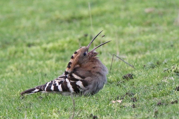 Hoopoe