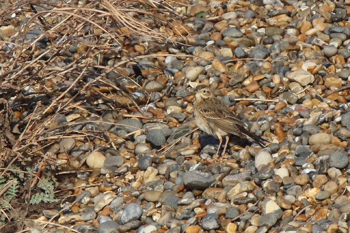 Richard's Pipit