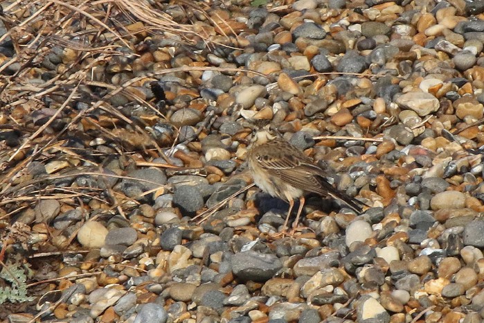 Richard's Pipit