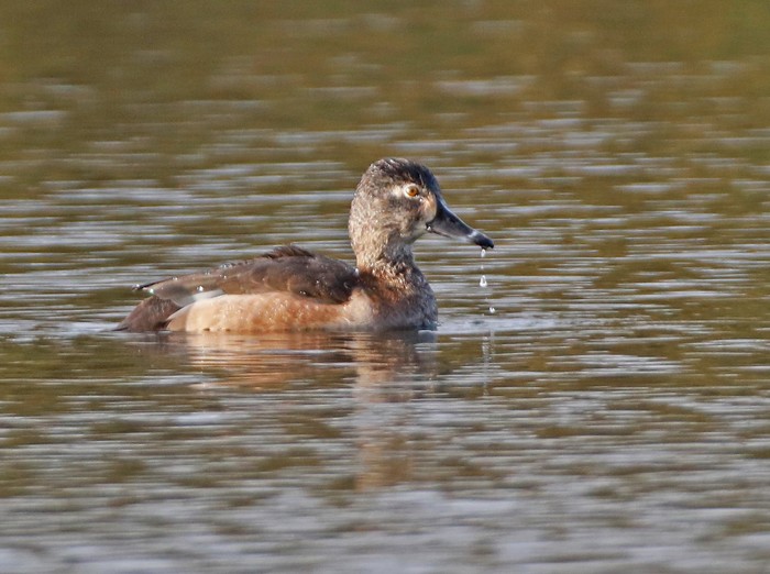 Ring-necked Duck