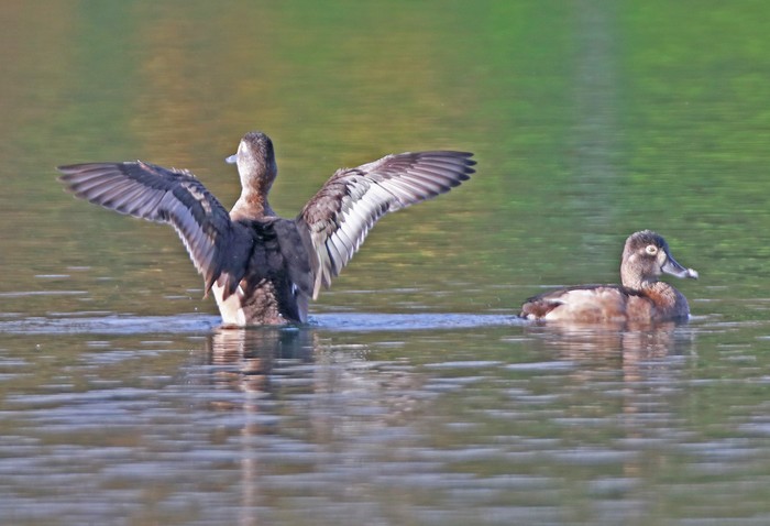 Ring-necked Duck