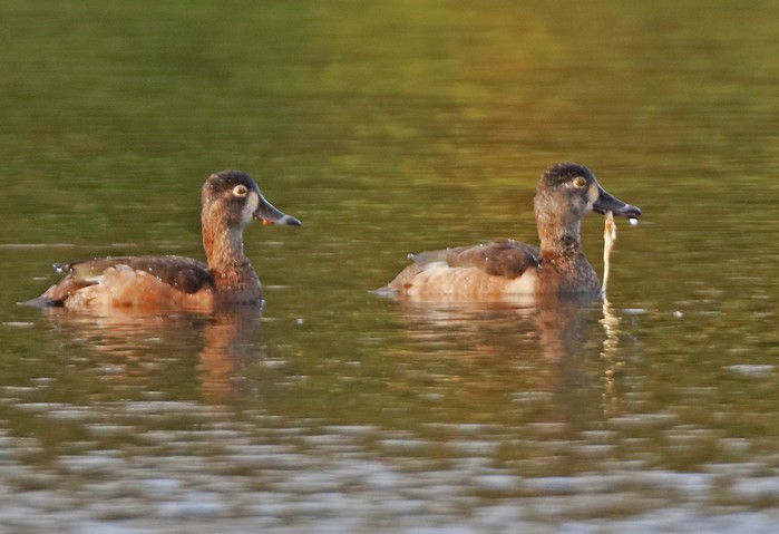Ring-necked Duck