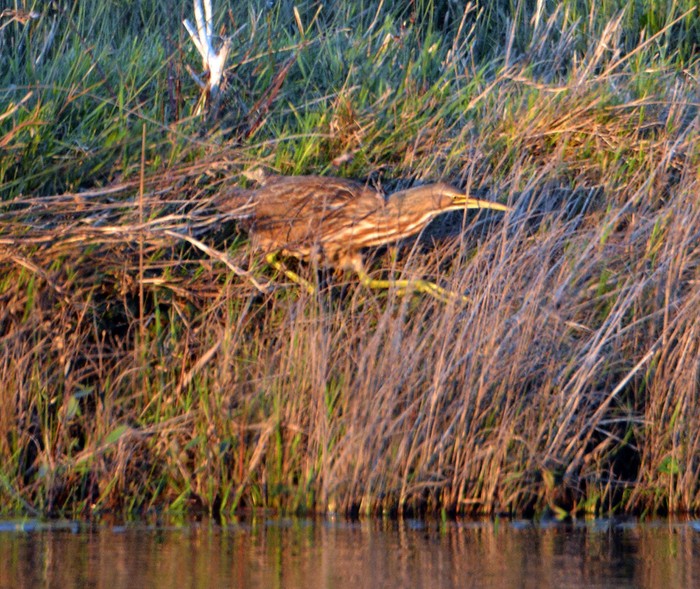 American bittern