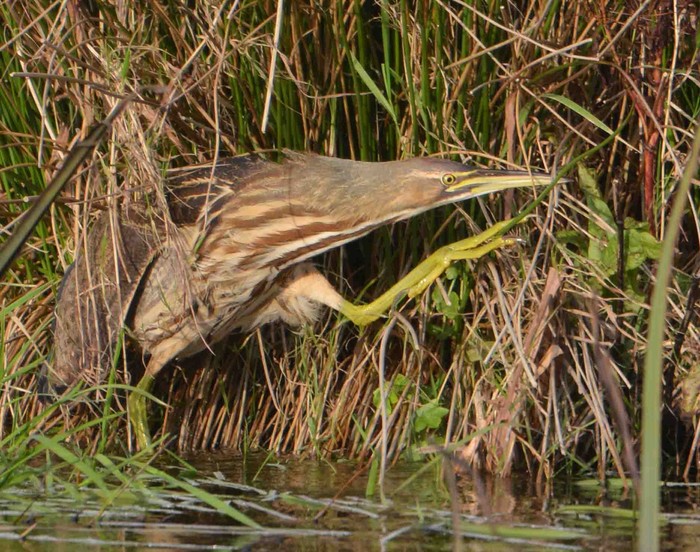 American Bittern
