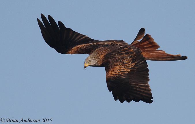 Red Kite